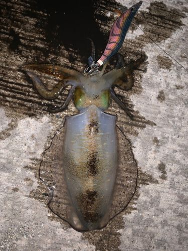 アオリイカの釣果