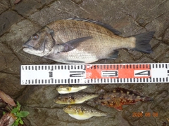 チヌの釣果