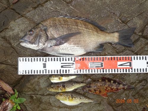チヌの釣果
