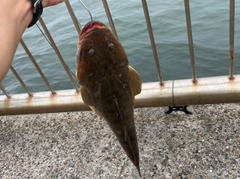 マゴチの釣果