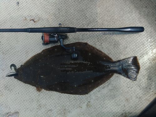 ヒラメの釣果