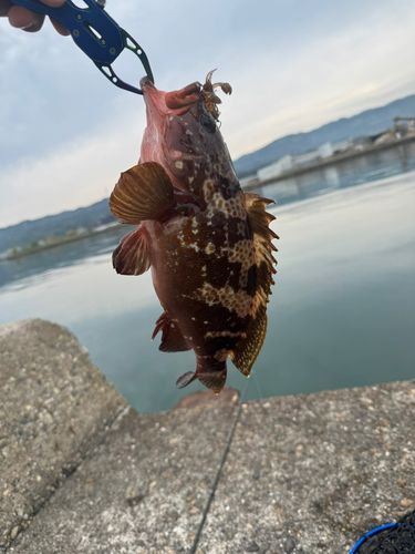 キジハタの釣果