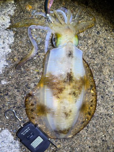 アオリイカの釣果