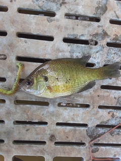 ブルーギルの釣果