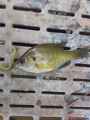 ブルーギルの釣果
