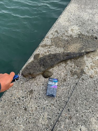 マゴチの釣果