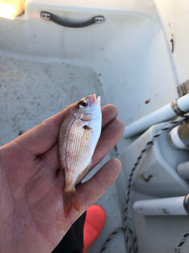 タイの釣果