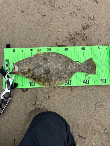 ヒラメの釣果