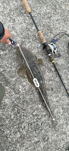 マゴチの釣果