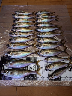 アジの釣果