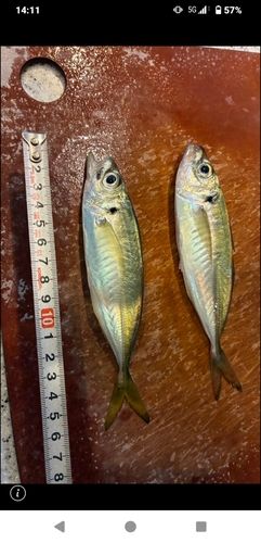 アジの釣果