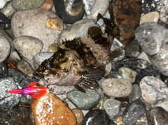 ムラソイの釣果