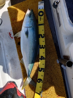 メジロの釣果