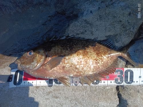 アイゴの釣果
