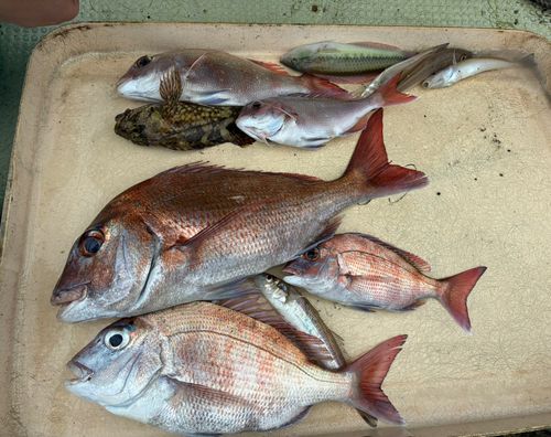 マダイの釣果