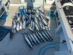 サワラの釣果