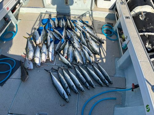 サワラの釣果