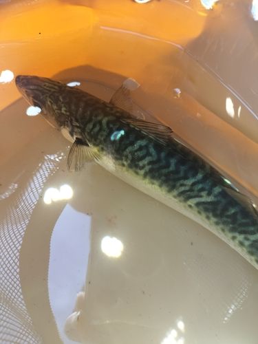 サバの釣果