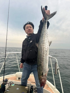 サワラの釣果