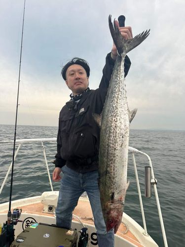 サワラの釣果