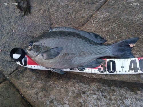 メジナの釣果