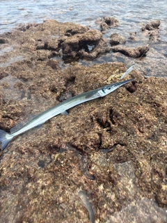 ダツの釣果