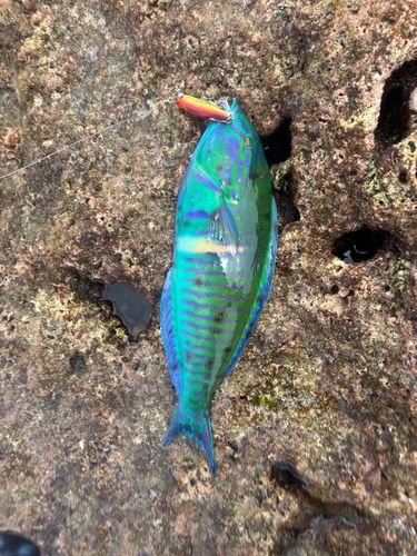 キヌベラの釣果