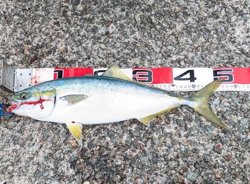 ハマチの釣果