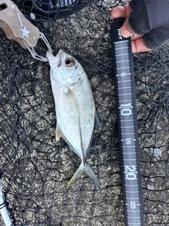 ギンガメアジの釣果