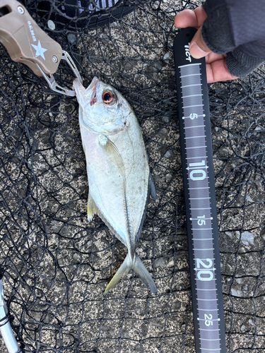 ギンガメアジの釣果