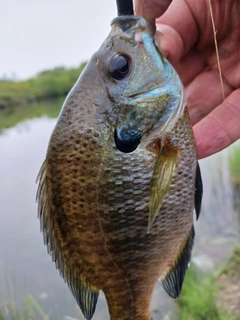 ブルーギルの釣果