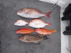 マダイの釣果