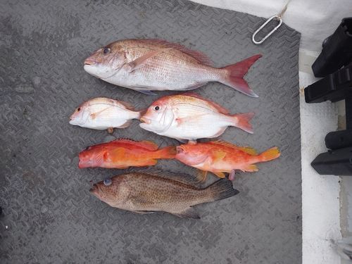 マダイの釣果