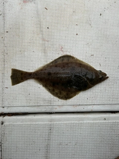 ムシガレイの釣果