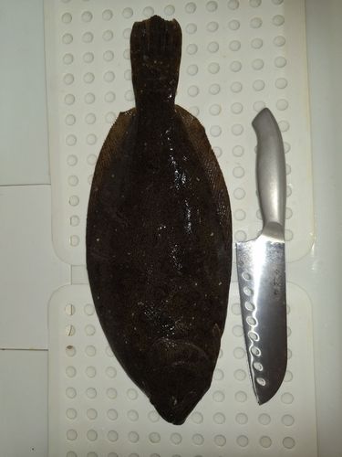 ヒラメの釣果