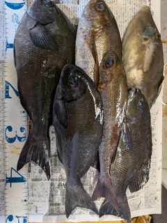 オナガグレの釣果