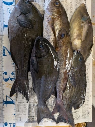 オナガグレの釣果