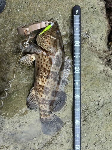 チャイロマルハタの釣果