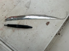タチウオの釣果