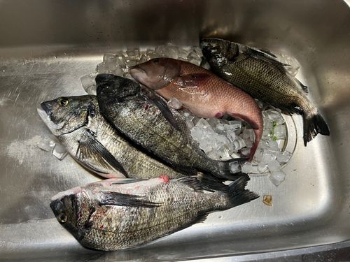 チヌの釣果