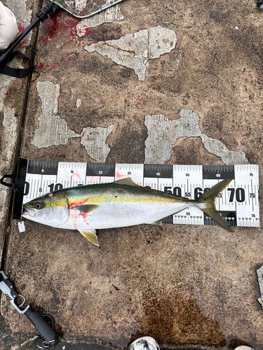 メジロの釣果