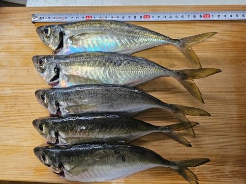 アジの釣果