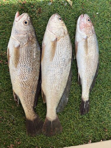 イシモチの釣果