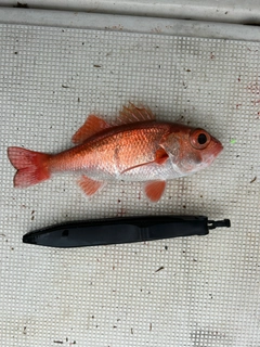 アカムツの釣果