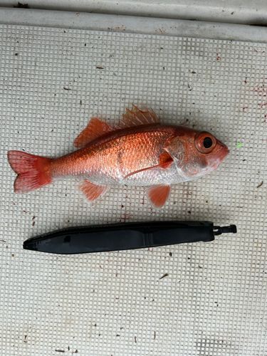 アカムツの釣果