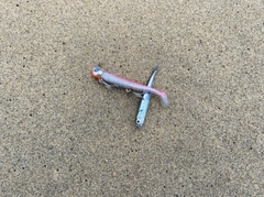 ボラの釣果