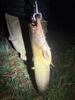 ナマズの釣果