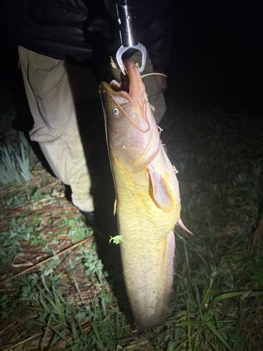 ナマズの釣果