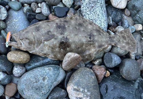 ヒラメの釣果