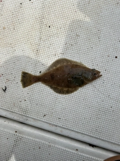 ムシガレイの釣果